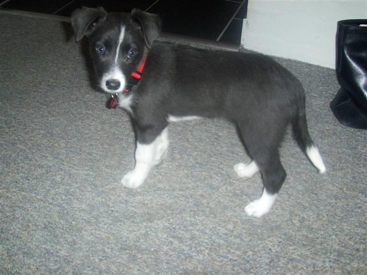 Blanding af racer Filuca - Filuca pigen 9 uger ammel:-) billede 5