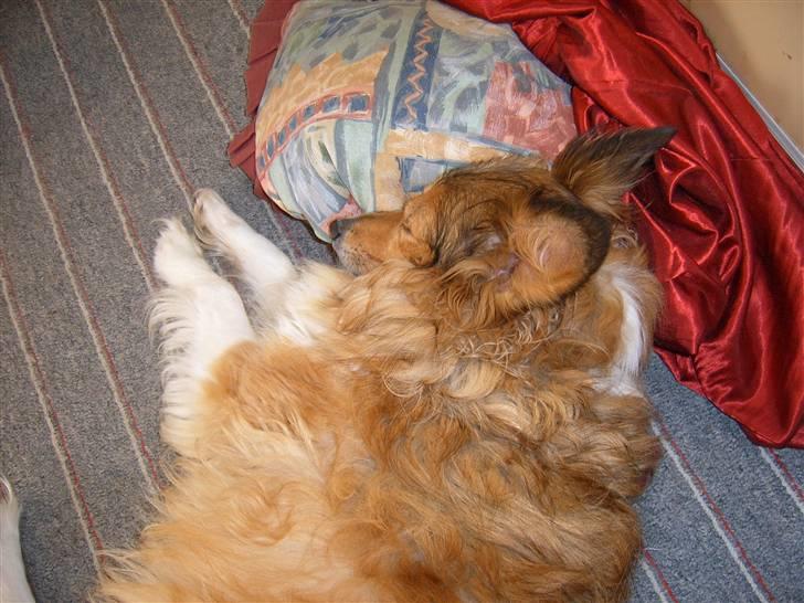 Blanding af racer Lassie billede 17