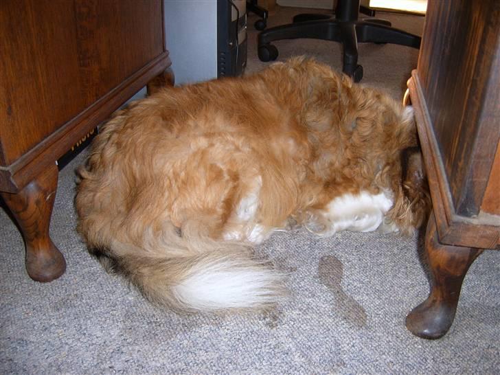 Blanding af racer Lassie billede 18