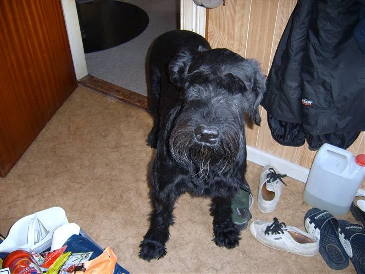 Riesenschnauzer Nikita - Skal vi ikk snart på ferie ? billede 16