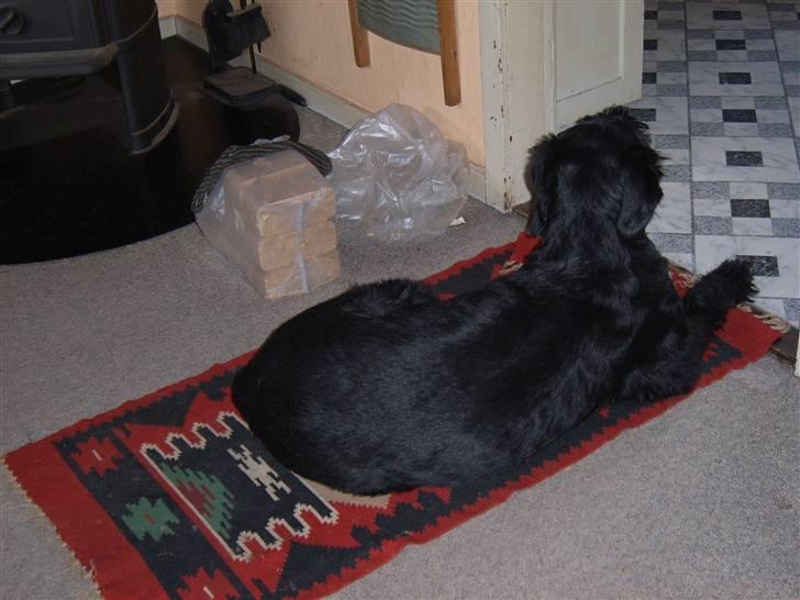 Riesenschnauzer Nikita billede 17