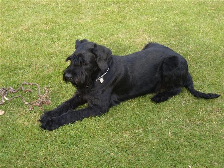 Riesenschnauzer Nikita billede 18
