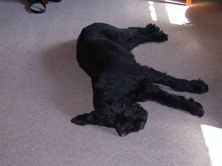 Riesenschnauzer Nikita - Har lige været ved dyrelæge og fået ordnet en tand, så er ret træt billede 19