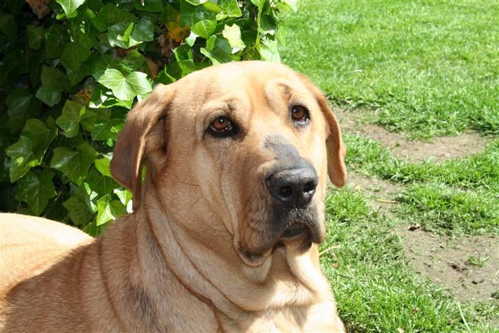 Broholmer Katla billede 1