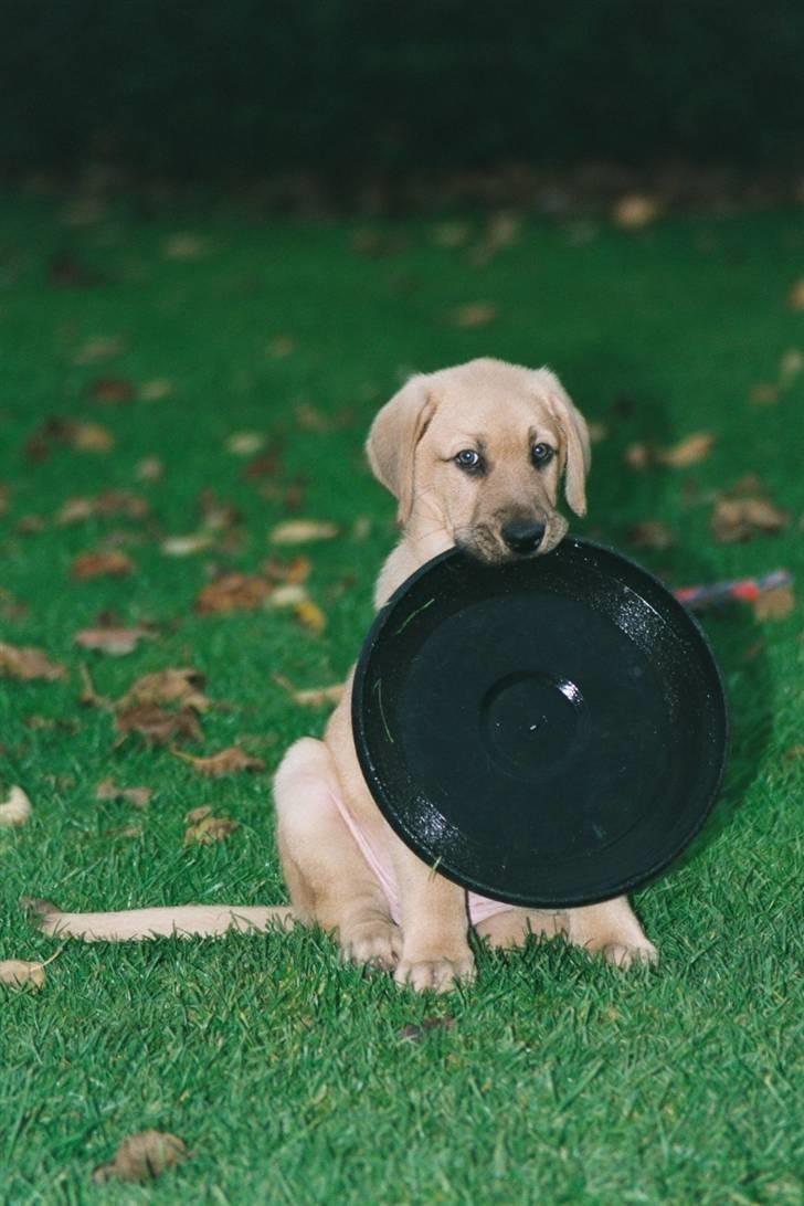 Broholmer Katla billede 2