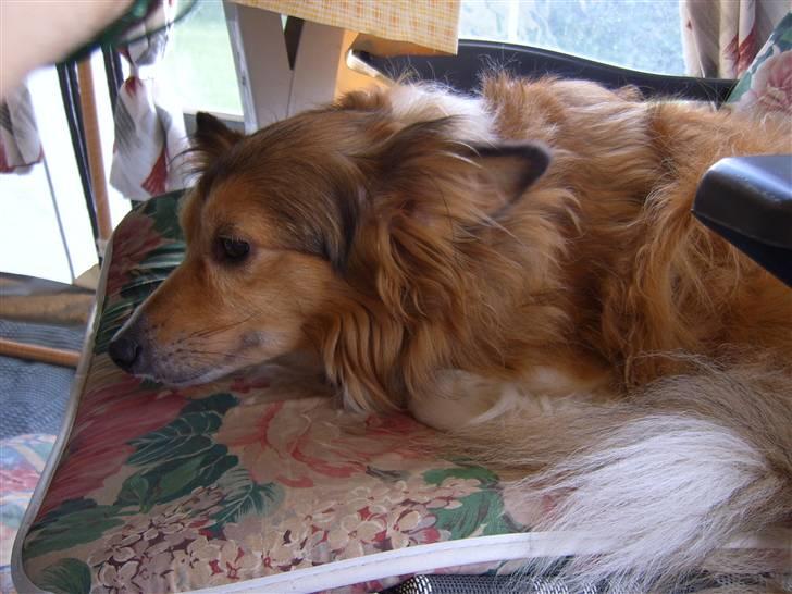 Blanding af racer Lassie billede 19