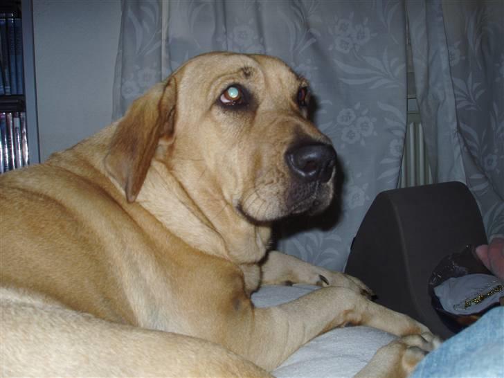 Broholmer Katla billede 3