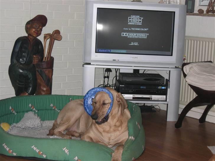 Broholmer Katla billede 4