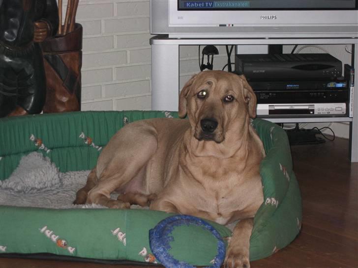 Broholmer Katla billede 5