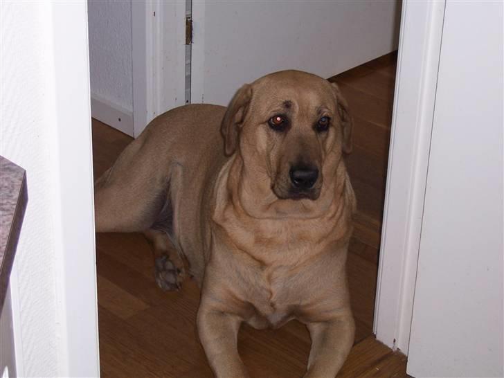 Broholmer Katla billede 6