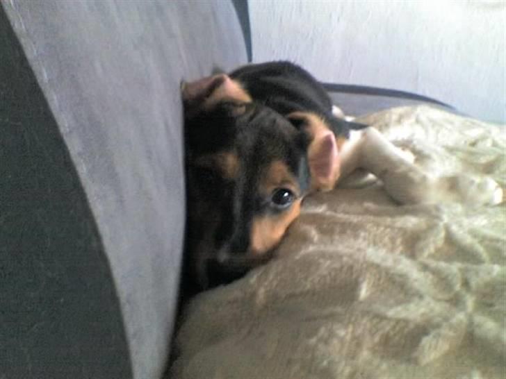 Dansk svensk gaardhund lucky billede 10
