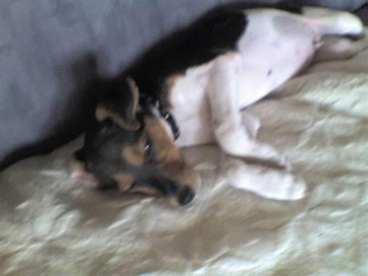 Dansk svensk gaardhund lucky billede 11