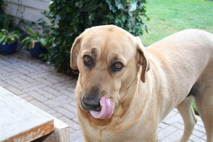 Broholmer Katla billede 7