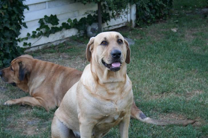 Broholmer Katla billede 8