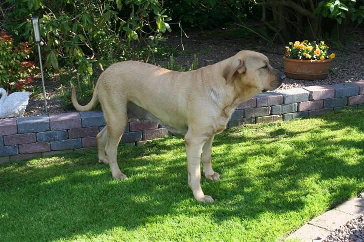 Broholmer Katla billede 9