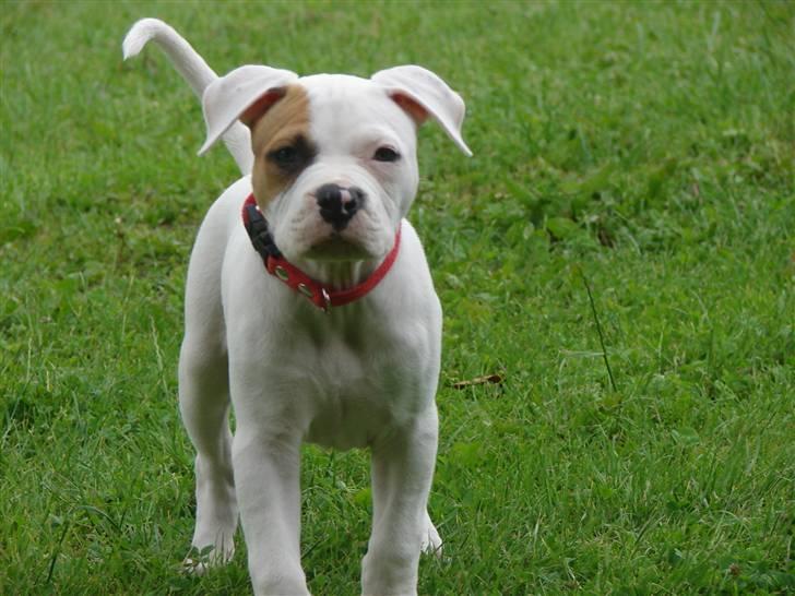 Blanding af racer Luba billede 10