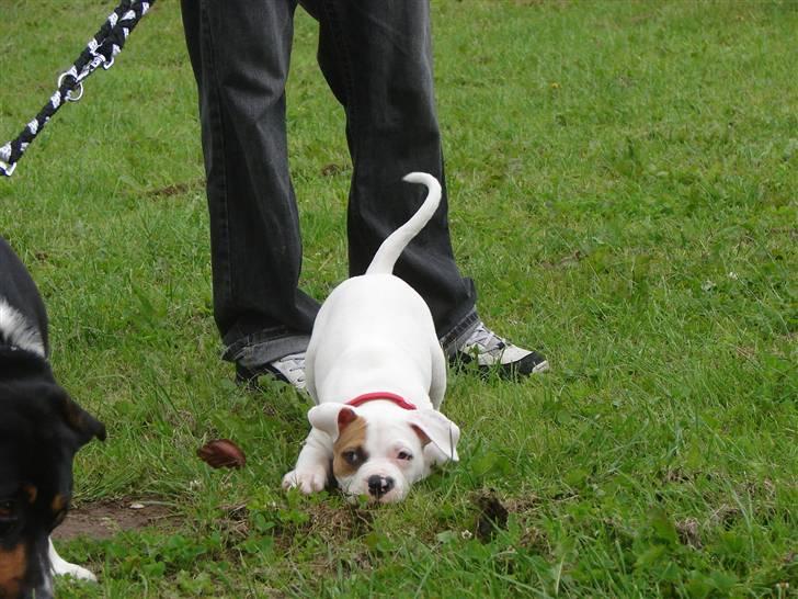 Blanding af racer Luba - "kom og leg med mig!" billede 11