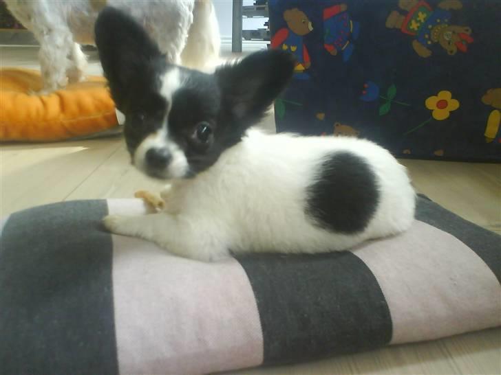 Chihuahua Fendi - Er jeg ikke dejlig? billede 1