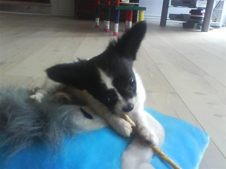 Chihuahua Fendi - Nyder mit ben, billede 2