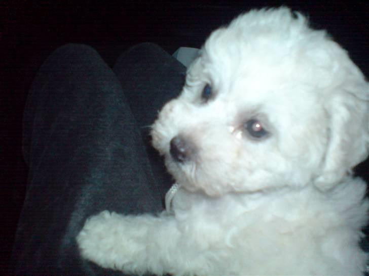 Bichon à poil frisé BIANCA - Bianca 9 uger billede 3