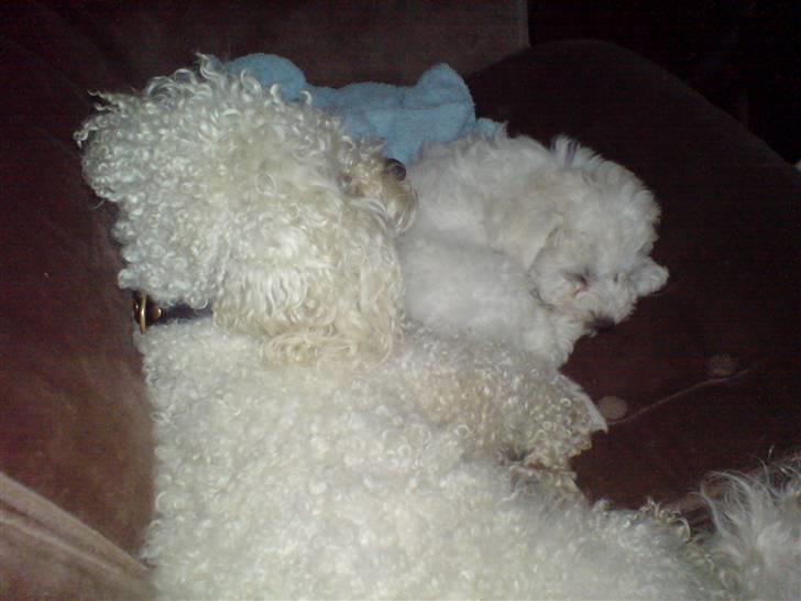 Bichon à poil frisé BIANCA - Bianca med vores han hund Bobo billede 4