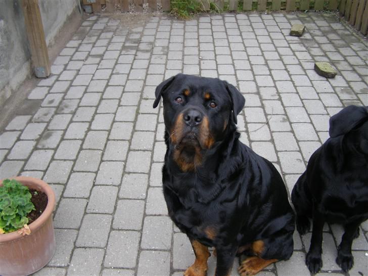 Rottweiler Ty  - Ty´s Fader: Thor billede 4