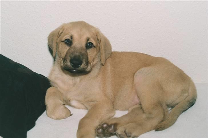 Broholmer Katla billede 10