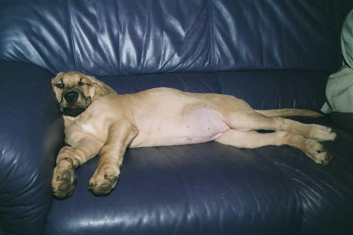 Broholmer Katla billede 11