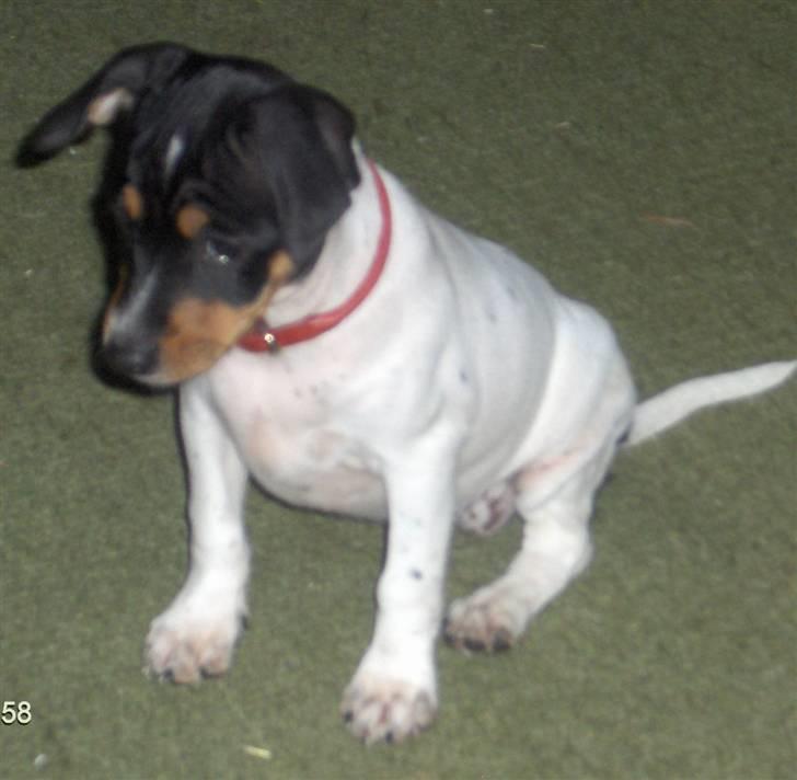 Dansk svensk gaardhund Bella (My Bonnie Ikea) - Lille Camma på 10 uger billede 6