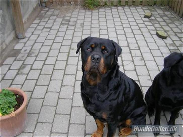 Rottweiler Chica - Chica´s far :-) stor basse, ik? ;-) billede 5