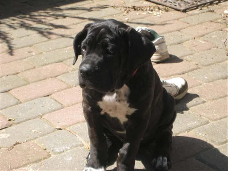 Cane corso Rimmer`s Cane Corso Gimli billede 1