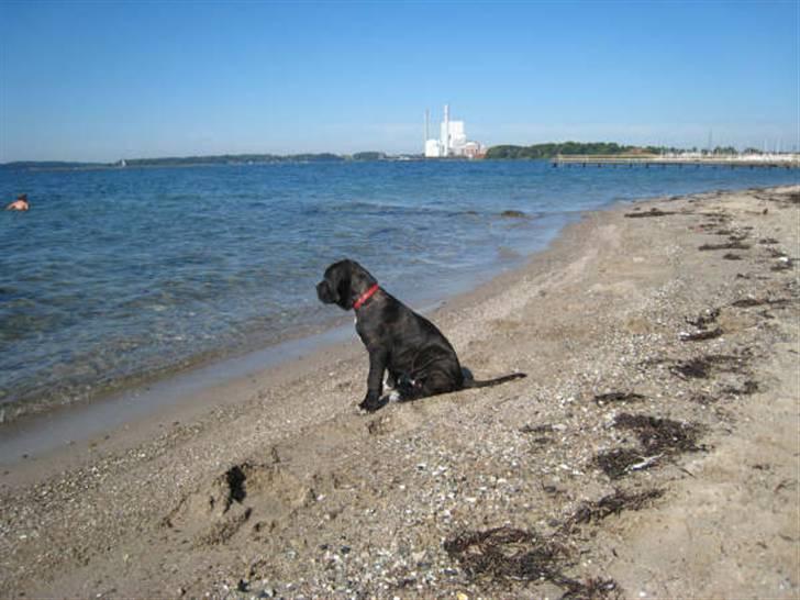 Cane corso Rimmer`s Cane Corso Gimli billede 2