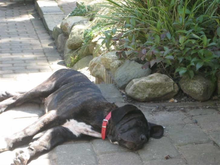 Cane corso Rimmer`s Cane Corso Gimli billede 3
