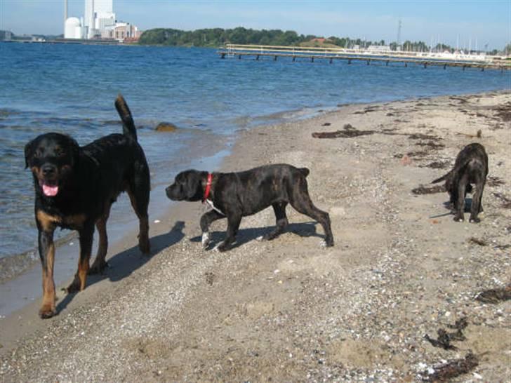 Cane corso Rimmer`s Cane Corso Gimli billede 4