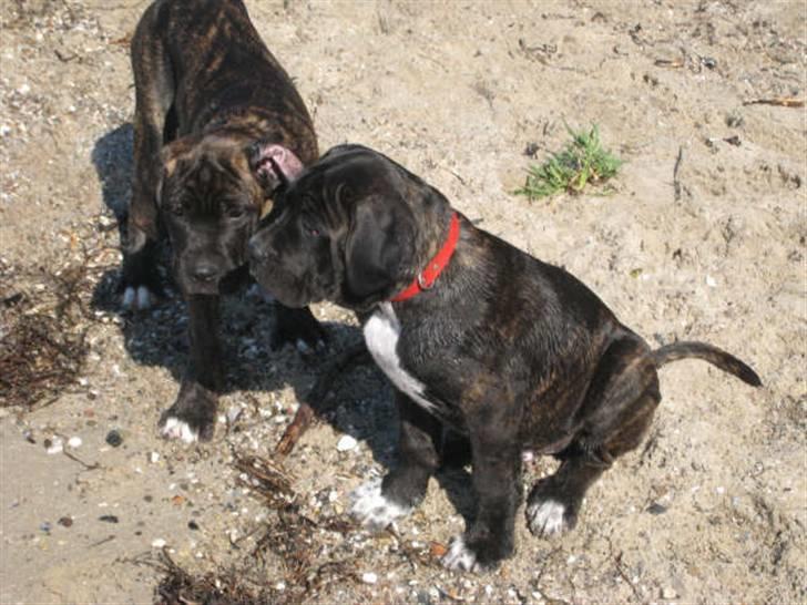 Cane corso Rimmer`s Cane Corso Gimli billede 5