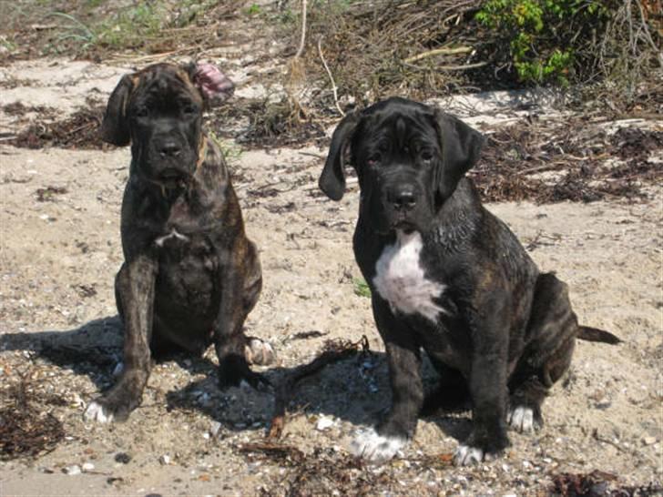 Cane corso Rimmer`s Cane Corso Gimli billede 6