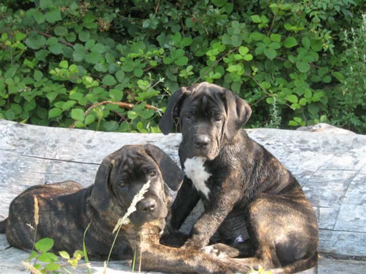 Cane corso Rimmer`s Cane Corso Gimli billede 7