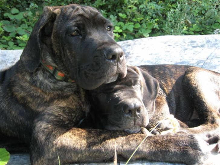 Cane corso Rimmer`s Cane Corso Gimli billede 8