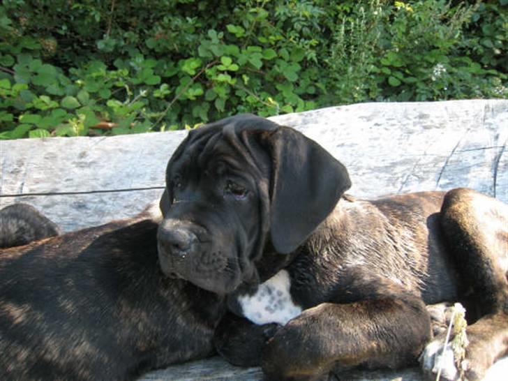 Cane corso Rimmer`s Cane Corso Gimli billede 9