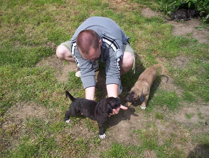 Cane corso Rimmer`s Cane Corso Gimli billede 10