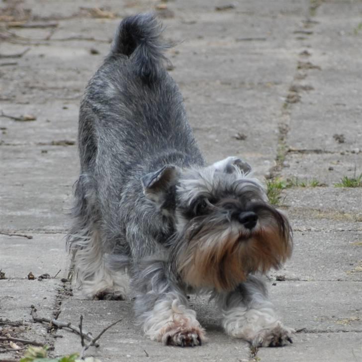 Dvaergschnauzer Muffe - Far har lige fået nyt kamera, og så skal jeg bruges som model ;o) billede 1