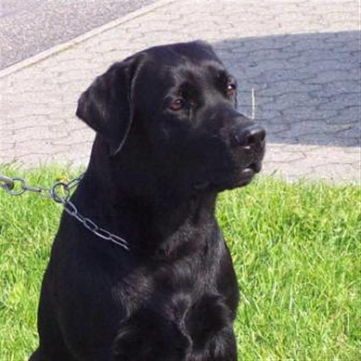 Labrador retriever Alto *R.I.P* billede 1