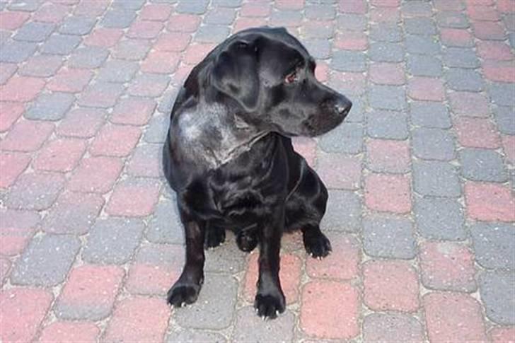 Labrador retriever Alto *R.I.P* billede 3