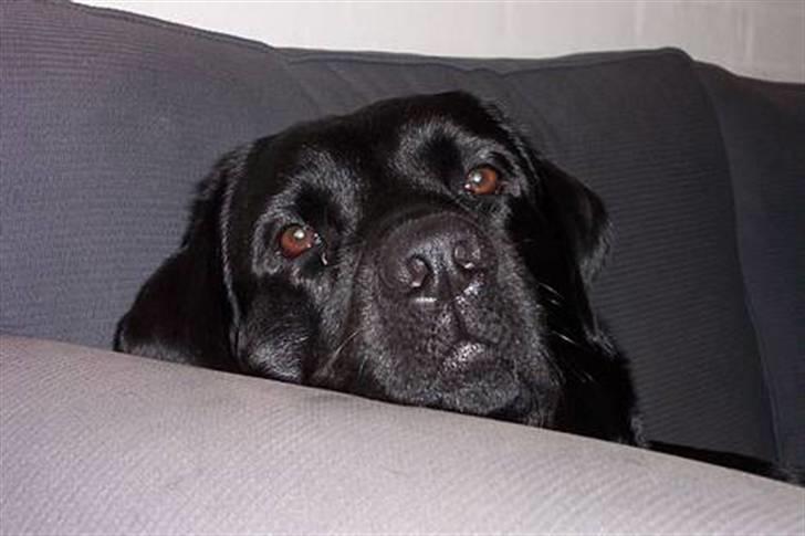 Labrador retriever Alto *R.I.P* billede 4