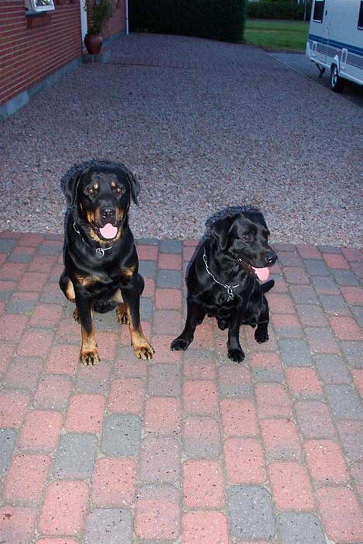 Labrador retriever Alto *R.I.P* billede 5