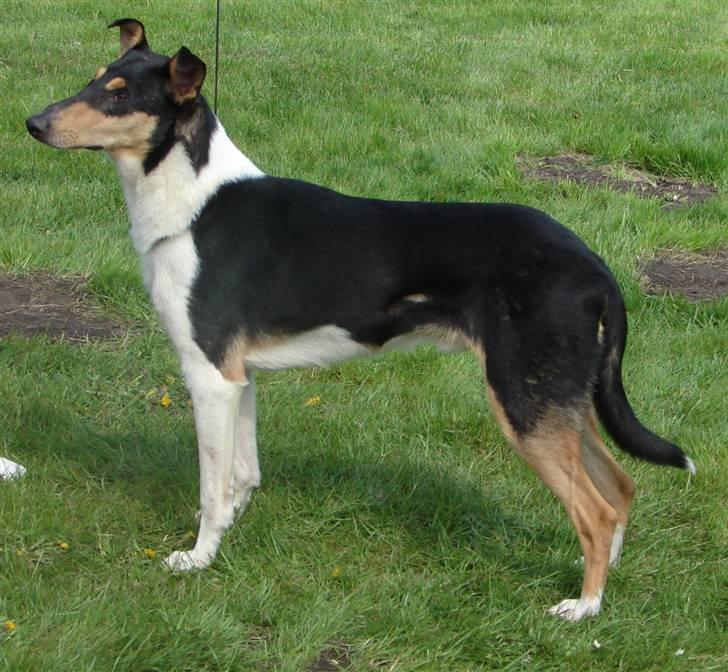 Collie korthåret Sirius.  - maj 2008 billede 1