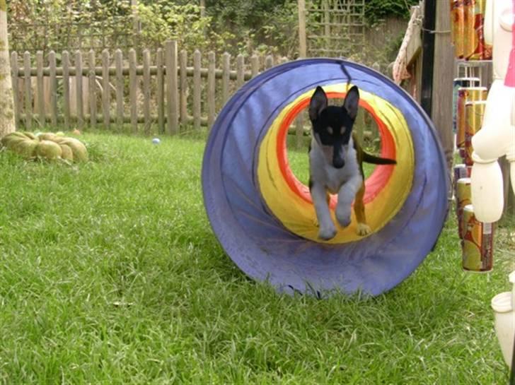 Collie korthåret Sirius.  - jubii hvor er det sjovt det her billede 2