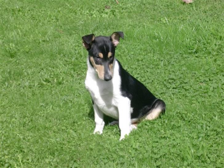 Collie korthåret Sirius.  - 10 uger gammel billede 3