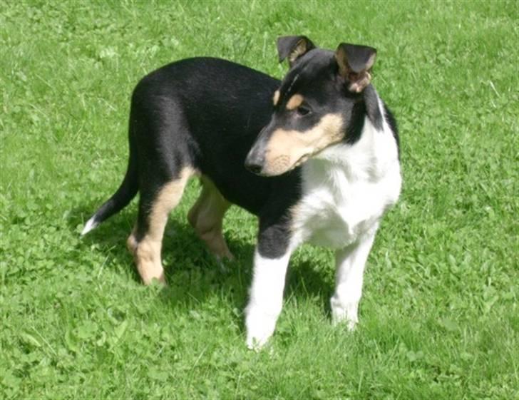 Collie korthåret Sirius.  - 10 uger billede 4