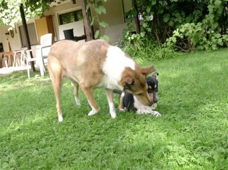 Collie korthåret Sirius.  - 8 uger billede 5